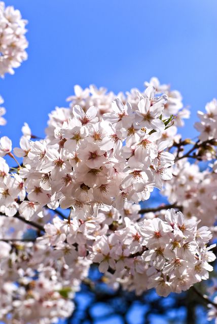 画像: 桜豆腐